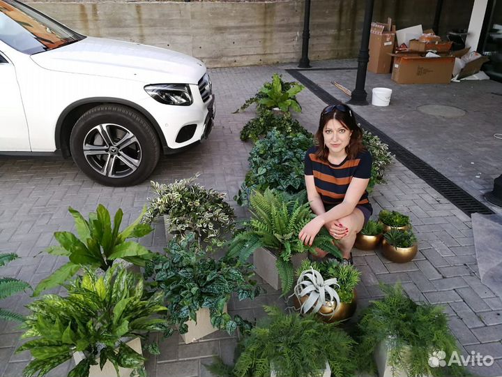 Растерия. Деревья. Уход или высадка растений, от