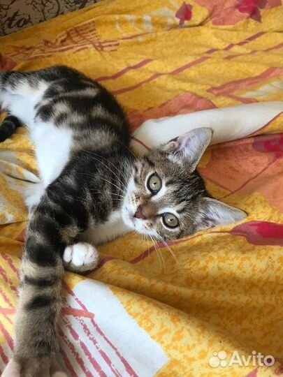 Котенок ищет дом