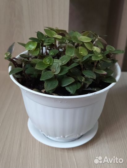 Каллизия Repens Kribo