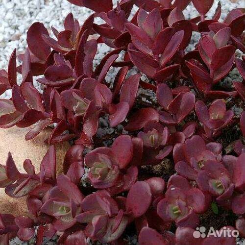 Очистки, почвопокровники, суккуленты