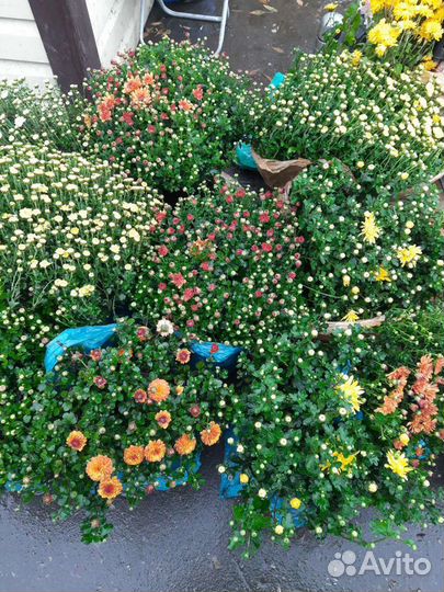 Хризантемы