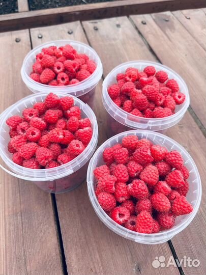 Малина ягоды свежие