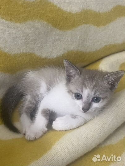 Котенок в добрые руки