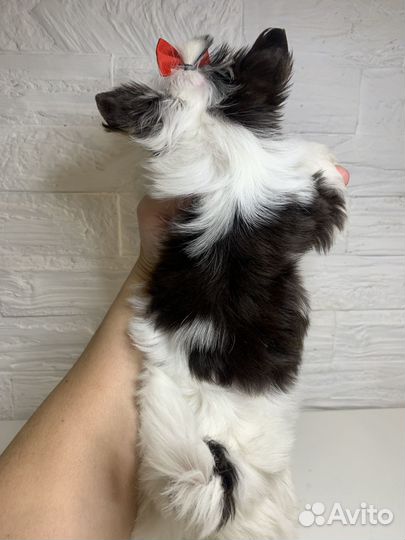 Йорк девочка, окрас биро