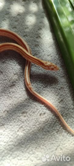 Змея маисовый полоз
