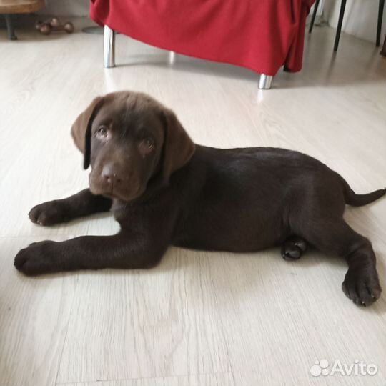 Щенки лабрадора шоколадные