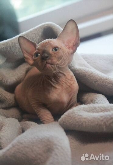 Канадский сфинкс