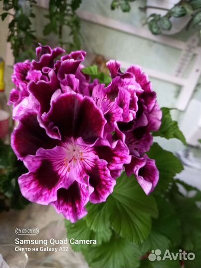 Пеларгония герань