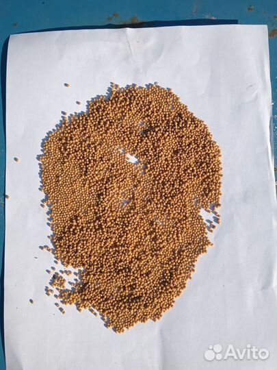 Горчица белая Рапсодия