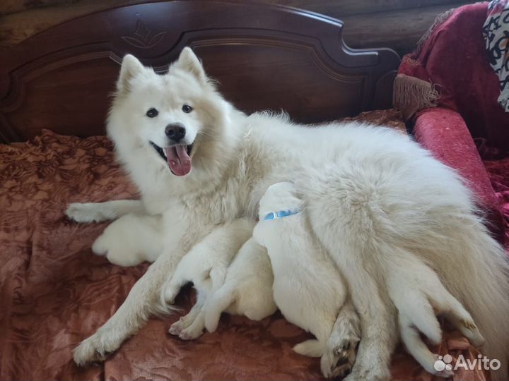 Щенки Самоеда
