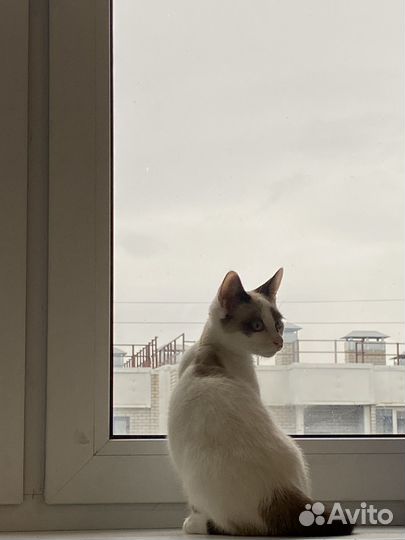 Домашний котик