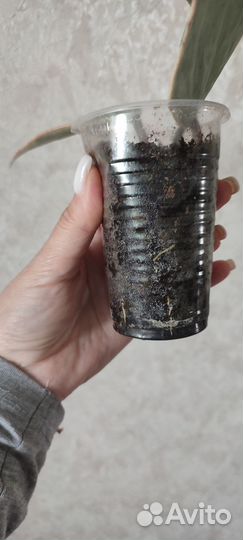 Хойя макрофилла альбомаргината