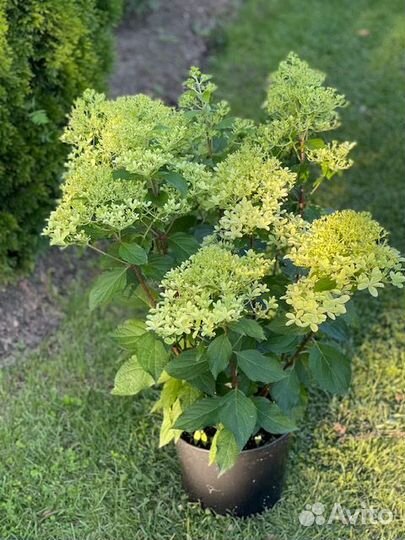 Гортензия метельчатая Royal Flower/Роял Фловер