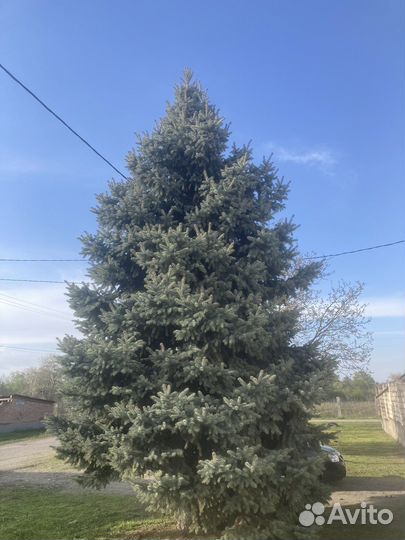 Ель голубая