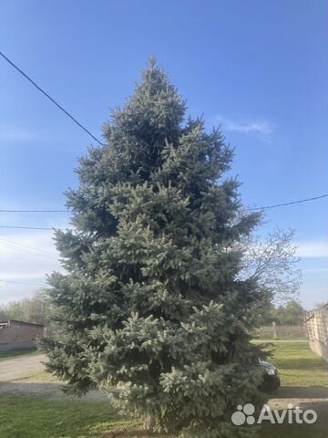 Ель голубая