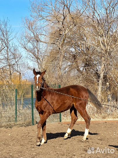 Жеребчик англо-дончак