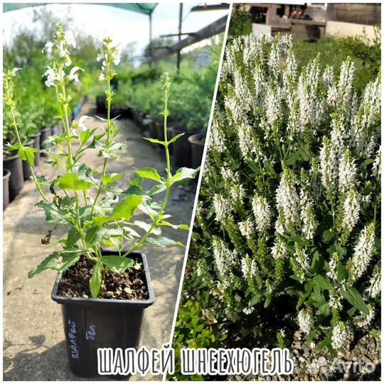 Астильба 6 сортов, гортензия,шалфей,иссоп,вероника