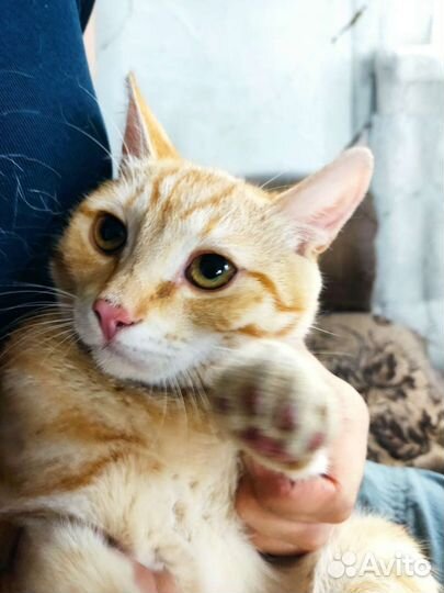 Кошки бесплатно