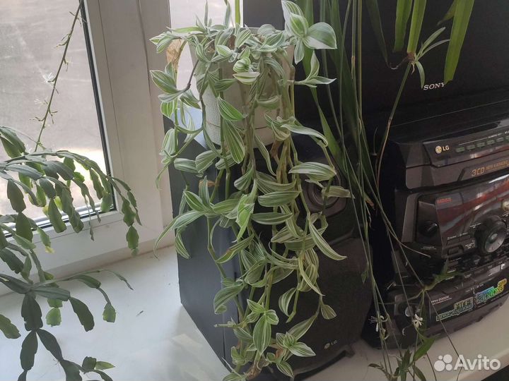 Хлорофитум