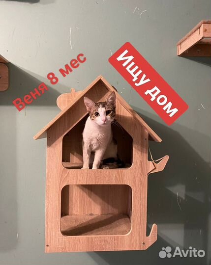 Кот котёнок очень ласковый бесплатно