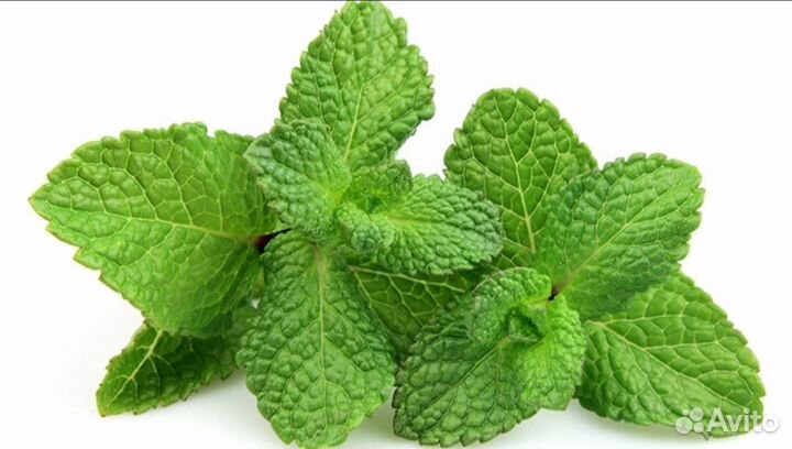 Буквица, вербейник монетчатый