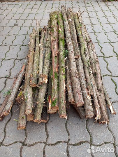 Стволы можжевельника