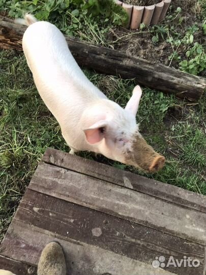 Продажа свиней живым весом