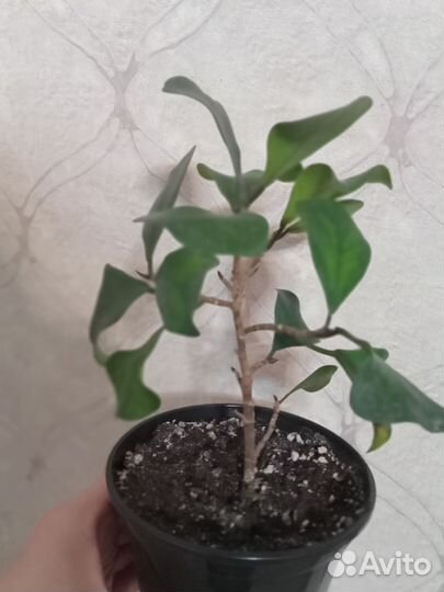 Фикус Триангулярис Грин Дрим Кокетка