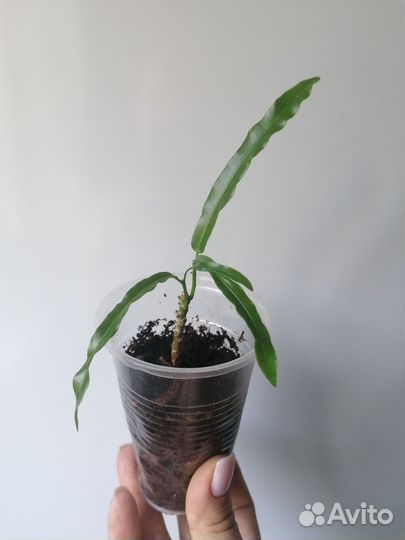 Кротон твист