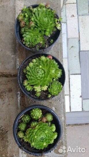 Суккуленты