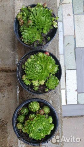 Суккуленты