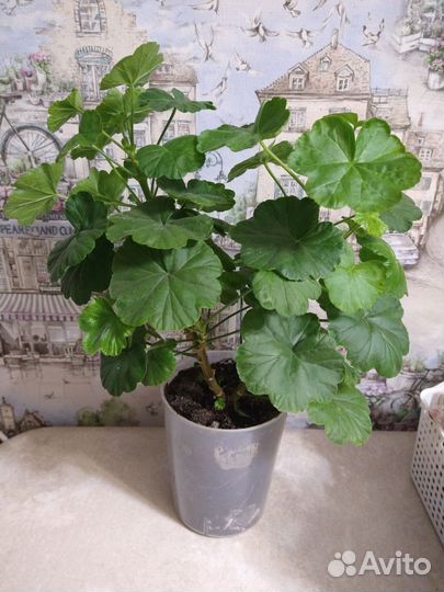 Пеларгония герань