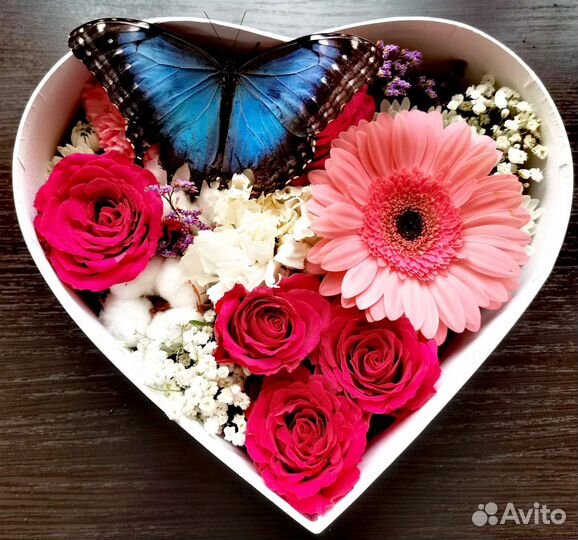 Живые бабочки