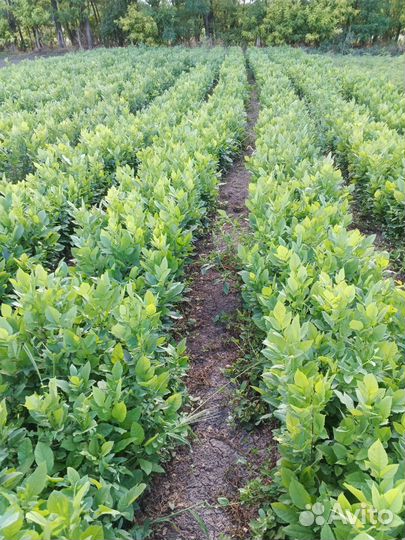 Ясень сеянцы