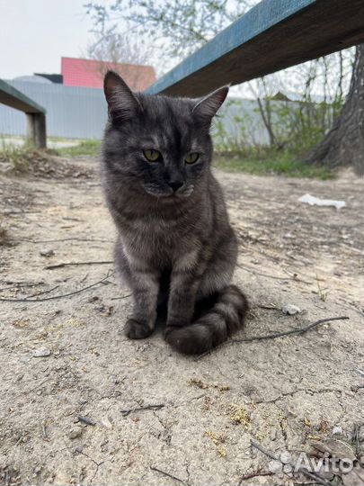 Кот, возраст 1 год, бесплатно