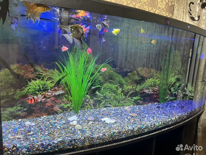 Аквариум с тумбой лучший декор для помещения