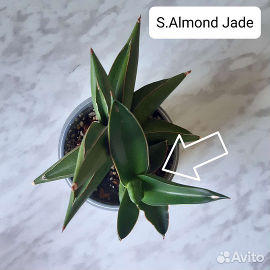 Сансевиерия сортовая Almond Jade