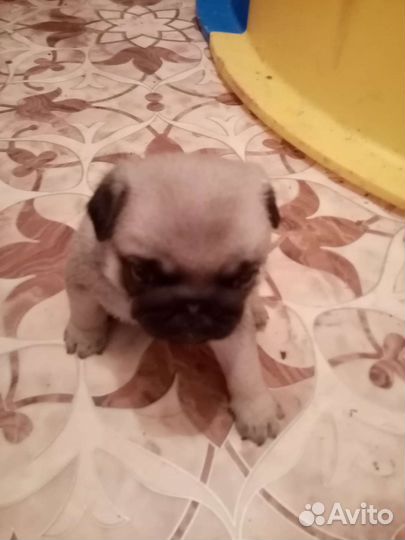 Щенки мопса