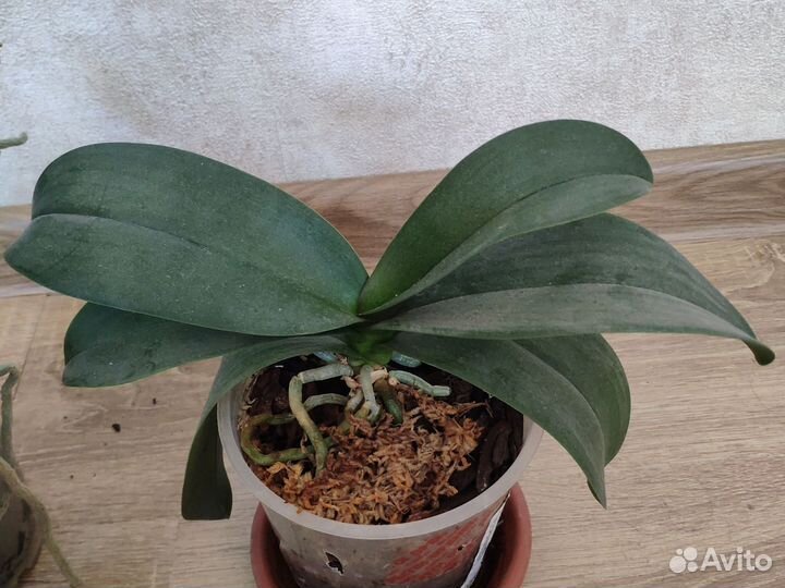 Орхидея фаленопсис