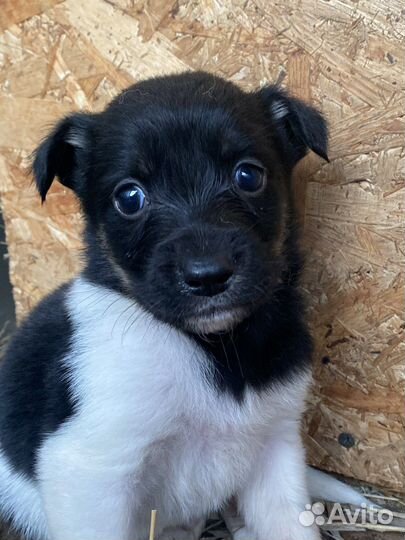 Отдам щенка