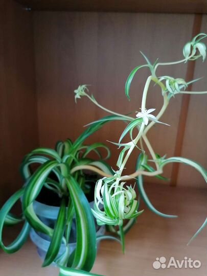 Хлорофитум