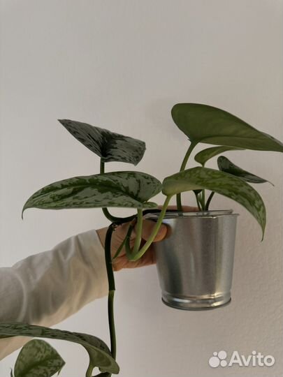 Сциндапсус экзотика взрослый