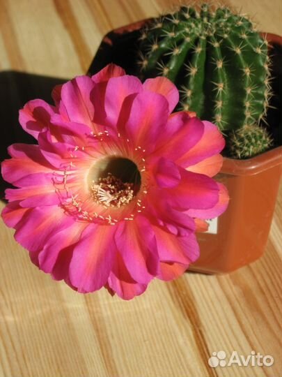 Кактусы echinopsis hybrid (детки)