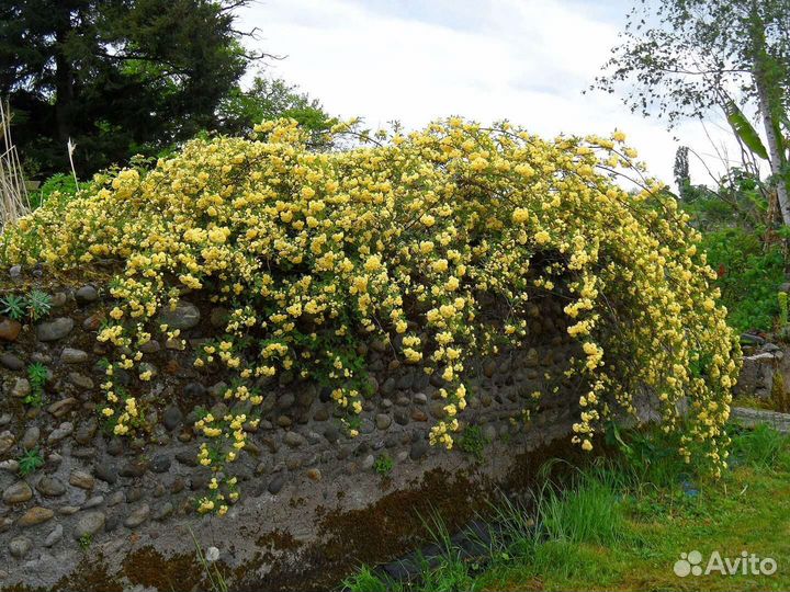 Саженцы розы Бэнкса