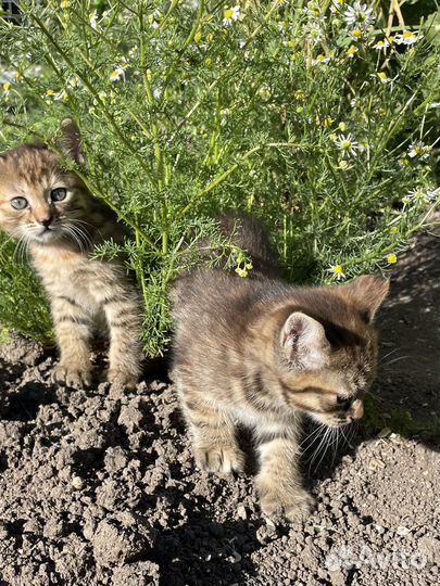 Котята в добрые руки даром