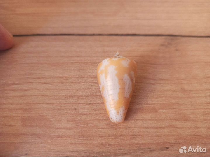 Морская раковина