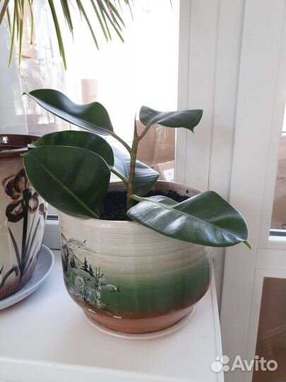 Фикус с горшком