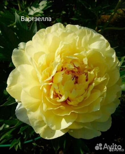 Пионы саженцы