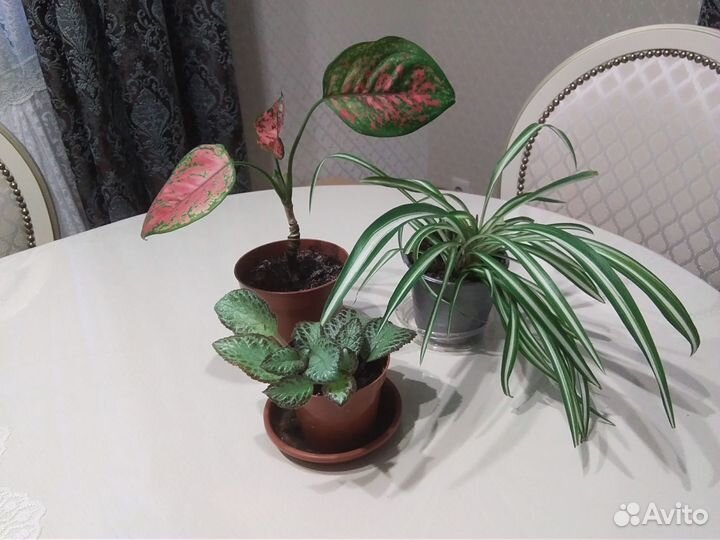 Комнатные цветы Аглаонема, Хлорофитум, Эписция