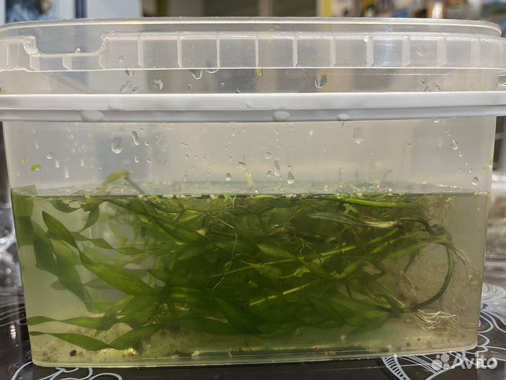 Валлиснерия спиральная и элодея